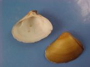 (4) Galatea paradoxa Born, 1778....28 to 35 mm. F+. Juvenile and slightly rough edged starters of this hard to get Donacidae...Cameroon...$20 (4 available)