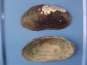 (1) Anodonta species....77 mm. F+. Totally toothless black freshwater clam from West Africa...Cameroon...$9 (1 available)