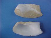 (1) Trapezium bicarinatum Schumacher, 1817....41 mm. F++. With a strong oblique ridge from apex to margin...Philippines...$6 (1 available)