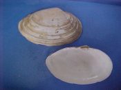 (3) Mya arenaria Linne, 1758....62 to 67 mm. F+. Live taken examples with typically slightly rough margins...Canada...$4 (3 available)