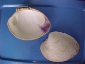 (1) Mercenaria mercenaria Linne, 1758....90 mm. F++. Nice large live collected specimen from extreme Northern limit of the range...Canada...$5 (1 available)