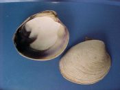 (1) Mercenaria mercenaria Linne, 1758....69 mm. F++. Smaller specimen but with super purple interior stain around entire rim!...Canada...$4 (1 available)