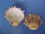 (2) Spondylus squamosus Schreiber, 1793....52, 57 mm. F+. Rayed with fine black lines...Philippines...$13 (2 available)