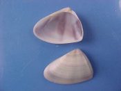 (8) Donax rugosa Linne, 1758....20 to 23 mm. F++. With purple blue rays and bands...Cameroon...$4 (8 available)