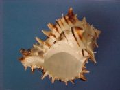 (1) Hexaplex nigritus Philippi, 1845....91 mm. F+. Nice example with fine brown spiral lines and intact spines and lip...West Mexico...$11 (1 available)