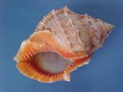 (3) Bursa crumena fm. foliata Broderip, 1835....77 to 80 mm. F++. Nice big examples, with fully formed lips, canals and parietal rims and bright orange rimmed aperture...Tanzania...$14 (3 available)