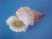 (1) Bursa granularis Roding, 1798....31 mm. F++. Lovely specimen with purple-pink apex...Philippines...$4 (1 available)