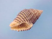 (1) Cantharus specie....17 mm. F++. The size & shape of pulchra, but with the black spiral lines of undosa. Unusual...Philippines...$6 (1 available)