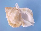 (1) Bursa borisbeckeri Parth, 1995....35 mm. F++. Amazing specimen has a posterior canal that curves through 90 degrees to point strait up over the shoulder...Philippines..$20 (1 available)