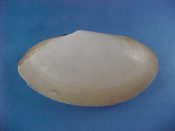 (1) Tellina nicoyana Hertlein & Strong, 1949....62 mm F++. Good big example of this highly compressed specie, with ligament and periostracum...Panama...$12 (1 available)