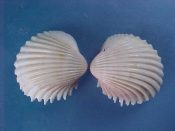 (4) Ringicardium ringens Bruguiere, 1779....27, 28 mm. F+. Pseudo-pairs (close to matched left & right valves)...Cameroon...$4 (4 available)