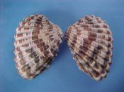 (2) Cardium laticostata Sowerby, 1833....42 mm. F++. Nice fat examples with strong brown and white marked ribs...Panama...$7 (2 available)