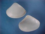 (2) Mactra nitida Gmelin, 1791....48 mm. F+. Pseudo-pairds (close to matched left & right valves)...Cameroon...$7 (2 available)