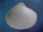 (1) Mactra rostrata Spengler, 1802....66 mm. F+. Single valve only...Cameroon...$4 (1 available)