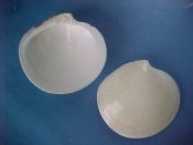 (3) Dosinia elegans Conrad, 1846....51 to 56 mm. F++. Nice mid-sized examples...Florida...$3 (3 available)