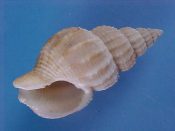 (1) Antilophos mikiyamai Kuroda, 1961....27 mm. F++. Nice example of this small Buccinidae specie...Philippines...$7 (1 available)