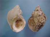 (3) Buccinum undatum Linne, 1758....64 to 69 mm. F++ w/operc. Well cleaned examples with fully intact lips...Canada...$9 (3 available)