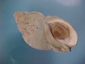 (1) Buccinum undatum Linne, 1758....74 mm. F++ w/operc. With typical coraline encrustation on the apex, and full lip and canal...Canada...$10 (1 available)