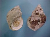 (3) Buccinum undatum Linne, 1758....65 to 68 mm. F++ w/operc. Cleaned in the Japanese fashion, with dorsal growths intact to show how it acts as camouflage...Canada...$8 (3 available)