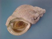 (2) Buccinum undatum Linne, 1758....67, 74 mm. F++ w/operc. Fully intact examples, bleached to whiten the coraline growths...Canada...$7 (2 available)