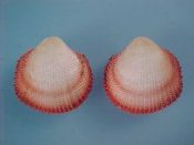 (1) Nemocardium exasperatum Sowerby, 1841....24 mm. F++. Great specimen, large and fresh, with deep orange margins...Philippines...$20 (1 available)