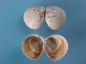 (1set) Laevicardium substriatum Conrad, 1837....19 to 20 mm. F+. Neat three piece set shows a range of interior patterns...West Mexico...$8 (1 set available)