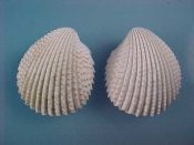 (1) Trachycardium consors Sowerby, 1833....38 mm. F++. Pure white with spiny ribs...West Mexico...$7 (1 available)