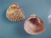 (1) Americardia media Linne, 1758....33 mm. F++. Nicely patterned and unusually brown stained example...Florida...$7 (1 available)