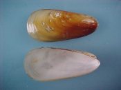 (2) Amygdalum watsoni Smith, 1885....47, 49 mm. F++. Pretty species shades from deep orange through golden yellow to palest pea green...South China Sea...$17 (2 available)