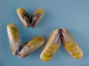 (1set) Brachidontes modiolus Linne, 1758....36, 32 & 22 mm. F+. Nice three piece growth series, all with the distinctive golden-yellow colour...USA...$8 (1 set available)