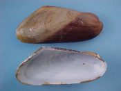(2) Modiolus martorelli Hidalgo, 1870....61, 64 mm. F++. Scarce deep water mussel with brown varnish-like perio...Spain...$75 (2 available)