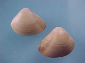 (7) Spisula subtruncata daCosta, 1778....19 to 20 mm. F++. Small but inflated Mactridae specie...Spain...$3 (7 available)