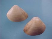 (7) Spisula subtruncata daCosta, 1778....19 to 20 mm. F++. Small but inflated Mactridae specie...Spain...$3 (7 available)