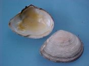 (4) Tellina serrata Brocchi, 1814....38 to 40 mm. F+. Good specimens of this plain, dirty white, Mediterranean Tellin...Spain...$7 (4 available)