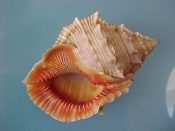 (1) Bursa crumena fm. foliata Broderip, 1825....85 mm. F++. Nice big specimen has deep orange flared lip & parietal shield...Tanzania...$14 (1 available)