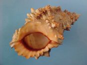 (1) Bursa lissostoma Smith, 1914....107 mm. F++. Big beautiful example with pale orange parietal shield and lip with deep red-brown lined interior...Tanzania...$25 (1 available)