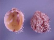 (1) Ctenocardia victor Angas, 1872....32 mm. F++. Spectacularly spiny specimen, splotched with deep blood red...Philippines...$45 (1 available)