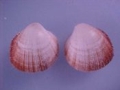 (2) Nemocardium exasperatum Sowerby, 1841....22 mm. F++. Beautiful orange-pink tinted margins and covered in super-fine spines...Philippines...$20 (2 available)
