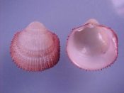 (2) Nemocardium exasperatum Sowerby, 1841....19, 20 mm. F++. Slightly smaller specimens of the orange pink rimmed Philippine form...Philippines...$18 (2 available)