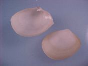 (10) Periploma inequivalve Schumacher, 1817....31 to 36 mm. F+. Unusual specie with one flat valve and one inflated valve...Venezuela...$5 (10 available)