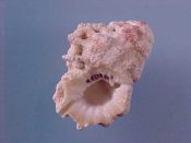 (1) Bursa cruentata Sowerby, 1834....34 mm. F+. Good example with distinctive brown spotted columella and intact lip and canals...Somalia...$8 (1 available)