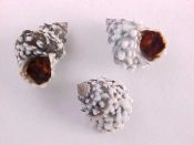 (13) Echininus nodulosus Pfeiffer, 1839....13 - 16 mm. F++ . Dark brown with white spines...Bahamas...$3 for 2 (13 available)