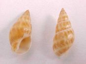 (1) Nassarius elatus Gould, 1846....15 mm. F++. Tan with brown spots and smooth...Portugal...$8 (1 available)