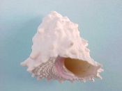 (5) Astralium haematragum Menke, 1829....22 - 29 mm. F/F+. Spikey white pyramids with mauve columella...Thailand...$6 (5 available)