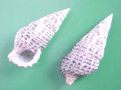 (1) Clypeomorus bifasciatus Sowerby, 1855....28 mm. F+. Gray with brown specks...Fiji...$3 (1 available)