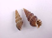 (2) Cerithium muscarum fm. pacei Petuch, 1987....13 - 16 mm. F+. Solid dark brown form...Bahamas...$3 (2 available)