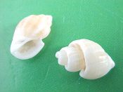 (3) Cancellaria foveolata Sowerby, 1848....11 - 15 mm. Gd. Beach but acceptable...South Africa...$2 (3 available)