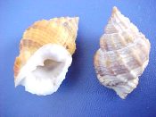 (1) Cancellaria cancellata Linne, 1767....30 mm. F+. Angled axial ridges with brown & white bands...West Africa...$4 (1 available)
