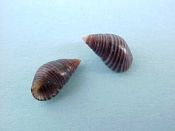 (6) Angiola lineata da Costa,1778....7 - 9 mm. F++.  Shiny black Planaxidae with tan spiral lines...Cape Verde Is...$3 for 2  (6 available)