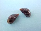 (6) Angiola lineata da Costa,1778....7 - 9 mm. F++. Shiny black Planaxidae with tan spiral lines...Cape Verde Is...$3 for 2 (6 available)